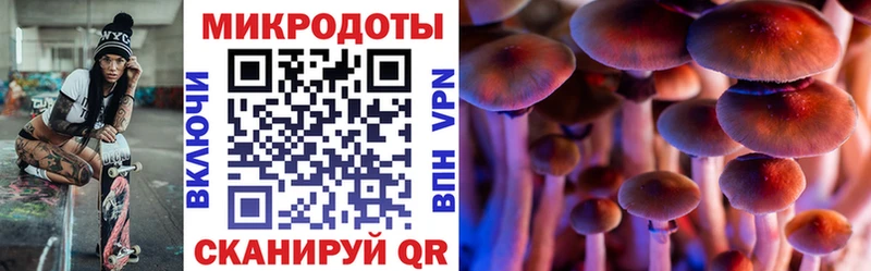 дарнет шоп  Александровское  Псилоцибиновые грибы GOLDEN TEACHER 